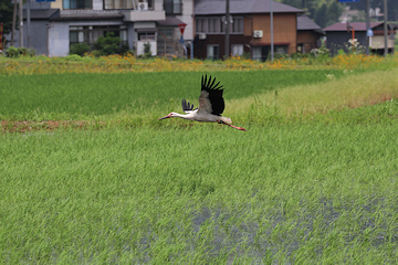 「やがて独り立ちして日本全国へ旅立つ見込み」の画像1