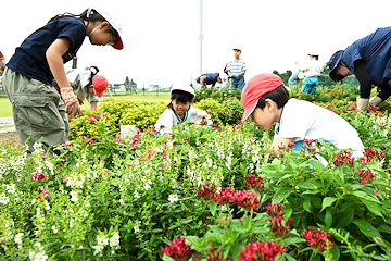 「児童が花壇の計画を考え、地域と協力しながら花を育てています」の画像