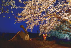 「夜に遊ぶは桜と・・・」の画像