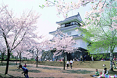 「悠久山公園の千本桜を未来へ継承！！」の画像