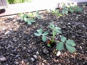 「落花生も芽が出て植えました！」の画像