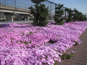 「屋上花壇の芝桜が満開です」の画像