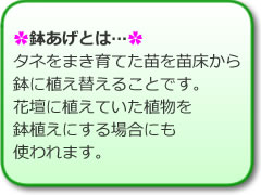 「鉢あげとは…」の画像