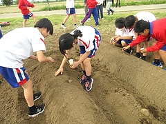 「ひまわりのタネまき作業」の画像2