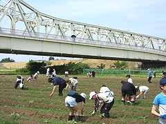 「ひまわりの間引き作業」の画像2
