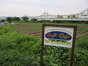 「ひまわりの間引き作業」の画像1
