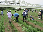 「ひまわりの間引き作業」の画像3