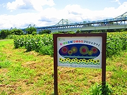 「ひまわり開花」の画像1