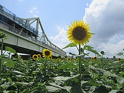 「ひまわり開花」の画像2