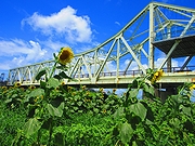 「ひまわり開花」の画像3