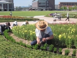 「植え付け」の画像