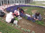 「花がら摘み」の画像