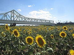 「満開時」の画像