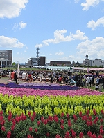 「花いっぱいフェア」の画像