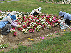 「花がら摘み（市民花壇）」の画像