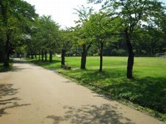 悠久山公園（芝生広場と園路） 