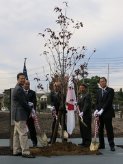 「ハワイ日米協会名誉会長がハナミズキを記念植樹」の画像