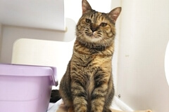 猫の殺処分ゼロのまちへ!野良猫、不幸な猫をなくしたい。