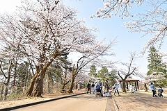 「悠久山公園の千本桜を未来ある子どもたちのために残したい！」