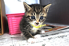 猫の殺処分ゼロのまちへ！不幸な猫をなくすため、動物愛護協会を支援したい！