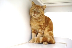 「殺処分ゼロのまちを目指して!|野良猫・不幸な猫をなくしたい|」