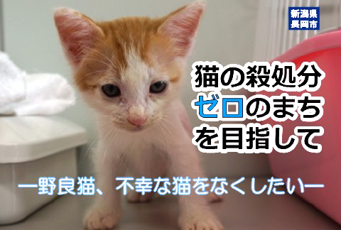 猫の殺処分ゼロのまちを目指して! -野良猫、不幸な猫をなくしたい-