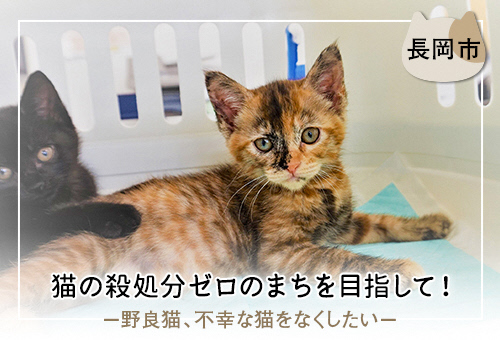 猫の殺処分ゼロのまちを目指して! -野良猫、不幸な猫をなくしたい-