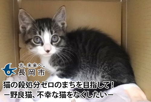 猫の殺処分ゼロのまちを目指して! -野良猫、不幸な猫をなくしたい-