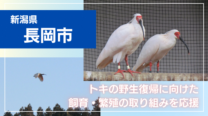 トキの野生復帰に向けた飼育・繁殖の取り組みを応援!