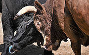 記事「巨体が激突！山古志で牛の角突き開幕」の画像