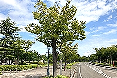 「街路樹」の画像