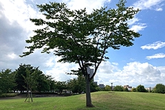 「樹木」の画像
