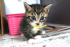 「猫の殺処分ゼロのまちへ！不幸な猫をなくすため、動物愛護協会を支援したい！」の画像
